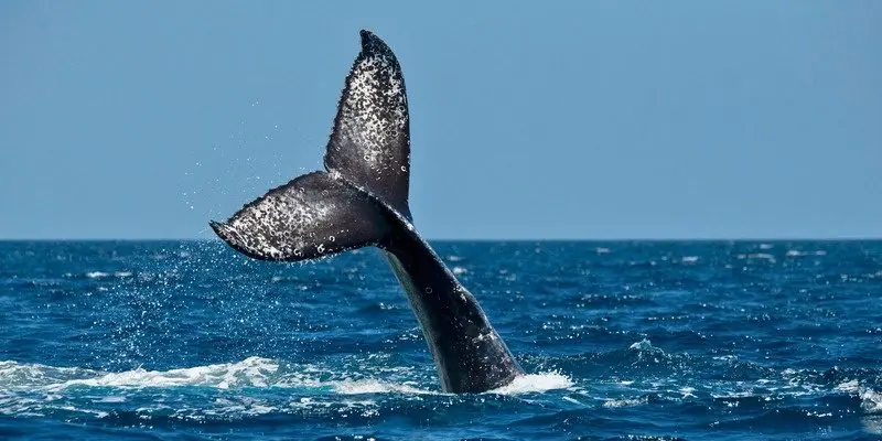 A humpback's fluke from Emily's fluke ID photos