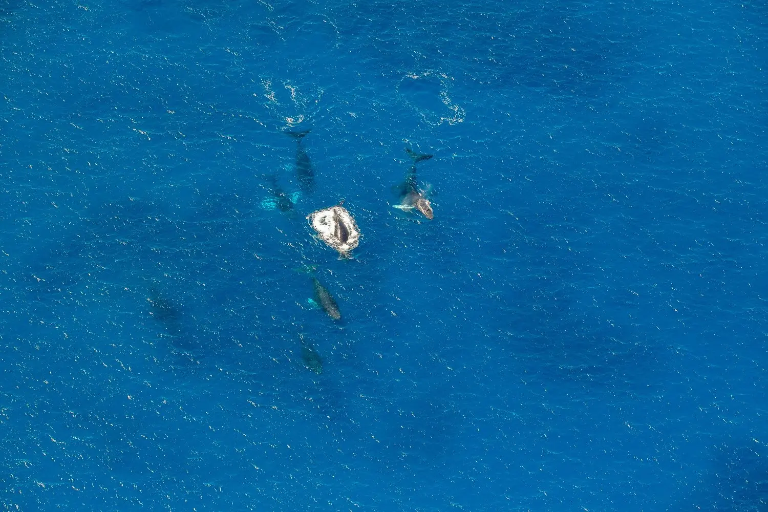 Humpbacks in open blue water seen from above