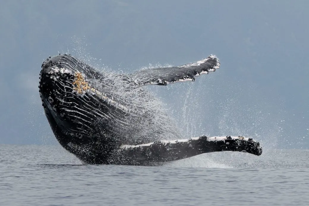 A humpback breaching with pectoral fins spread wide