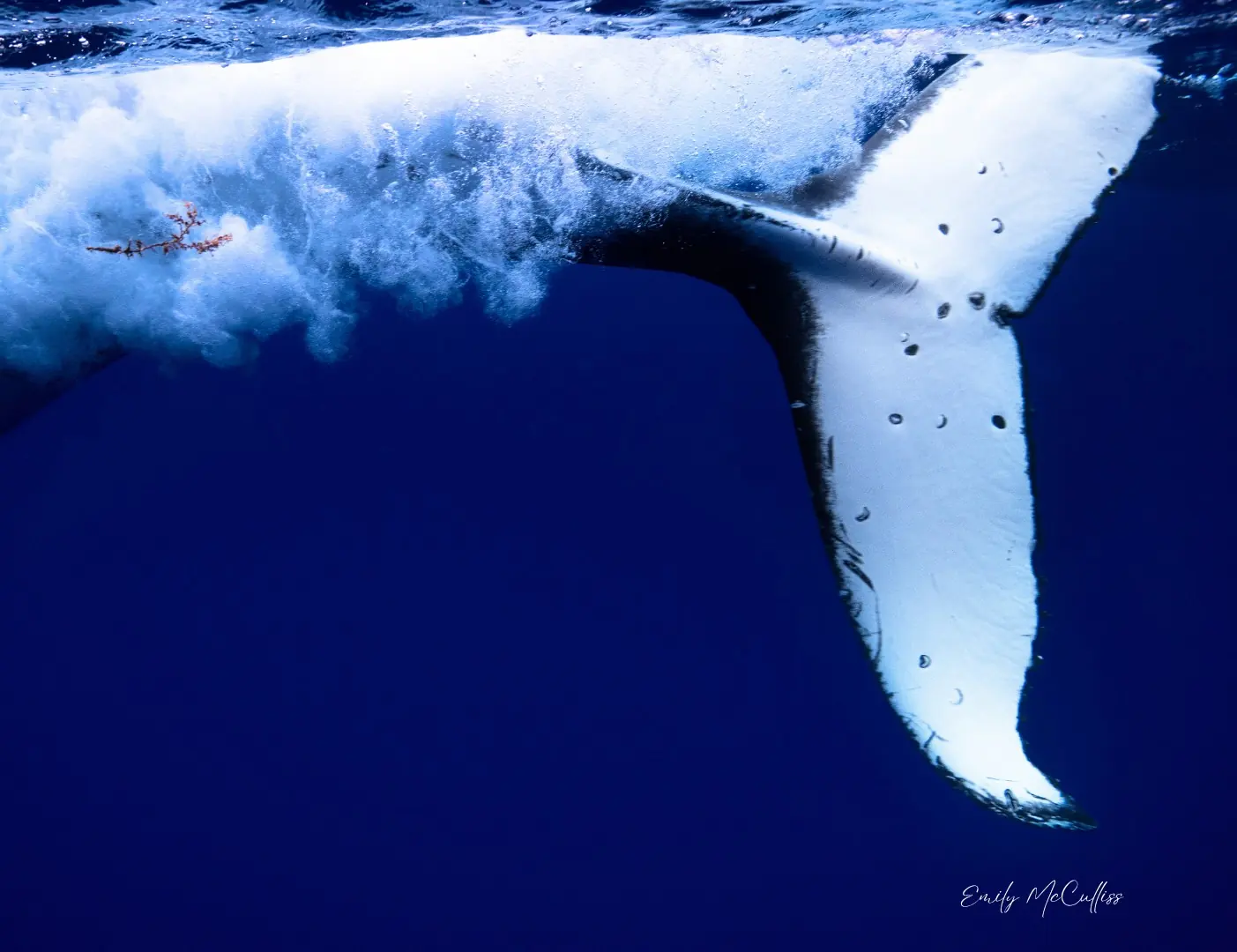 A humpback's white fluke just below the surface, trailing bubbles