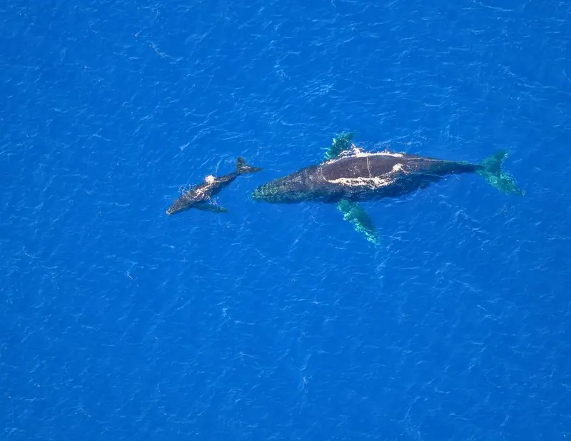 Mother and calf · From above