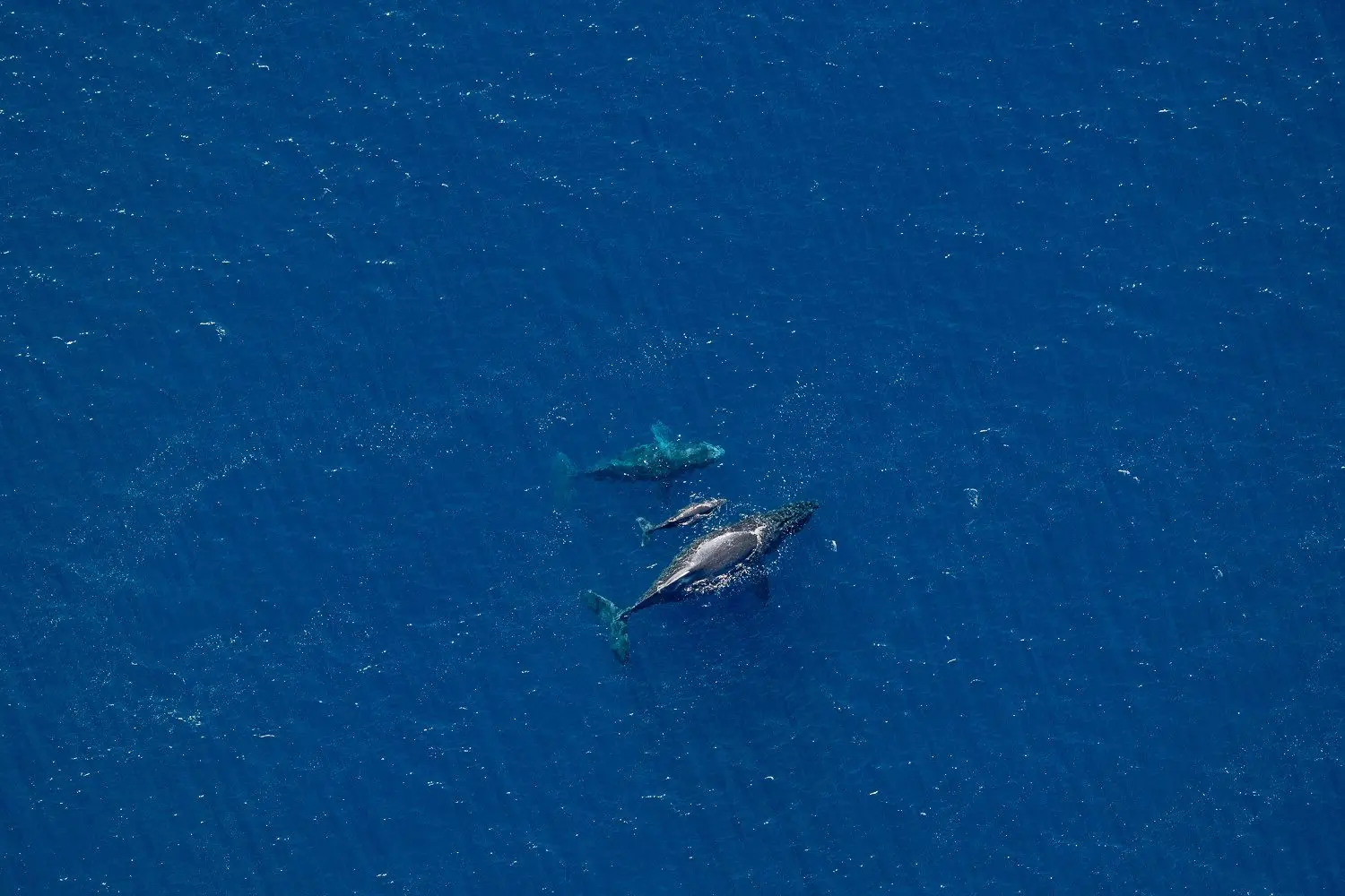 Aerial perspective — Two humpbacks · From above