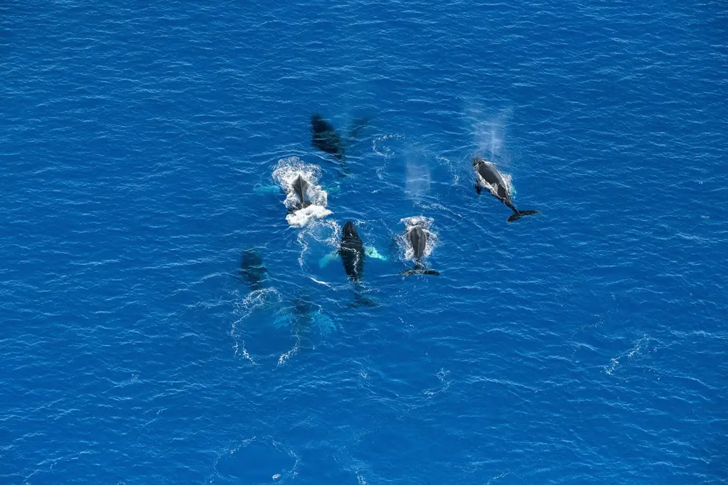 A pod at the surface · From above