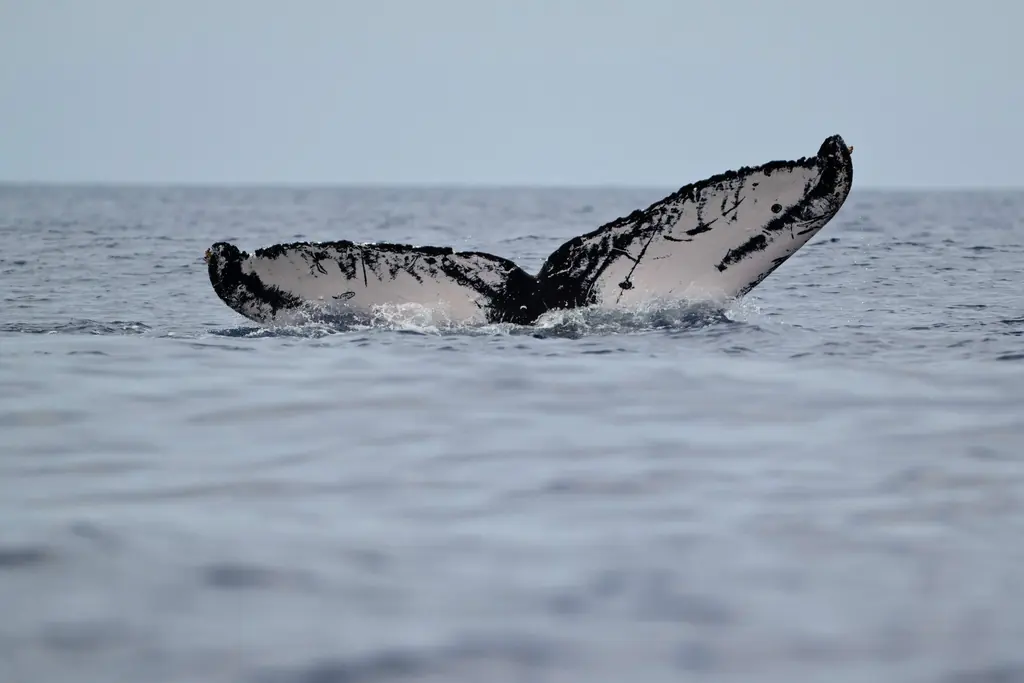 A humpback's fluke from Emily's fluke ID photos