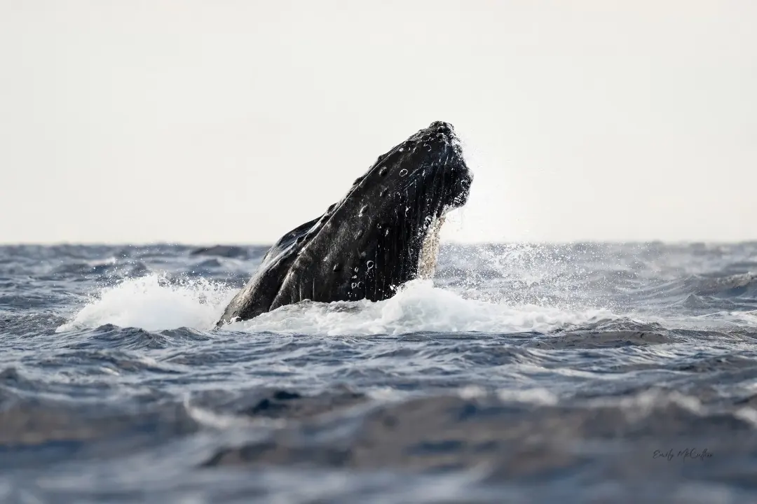Vessel-based photography — Head rising from the water · Maui