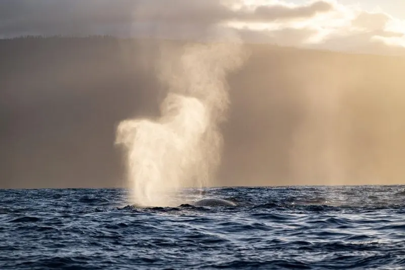 Blow in late light · Maui