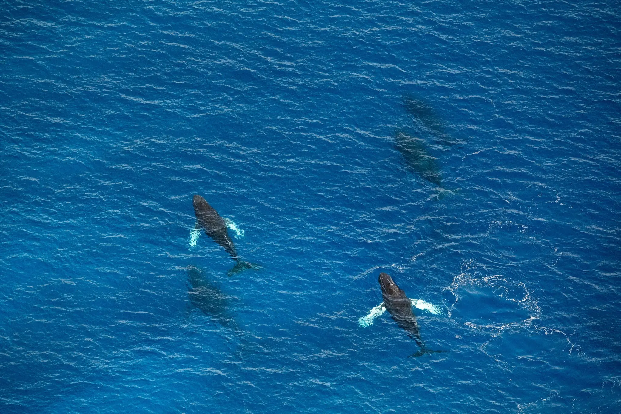 Humpbacks in the channel · From above