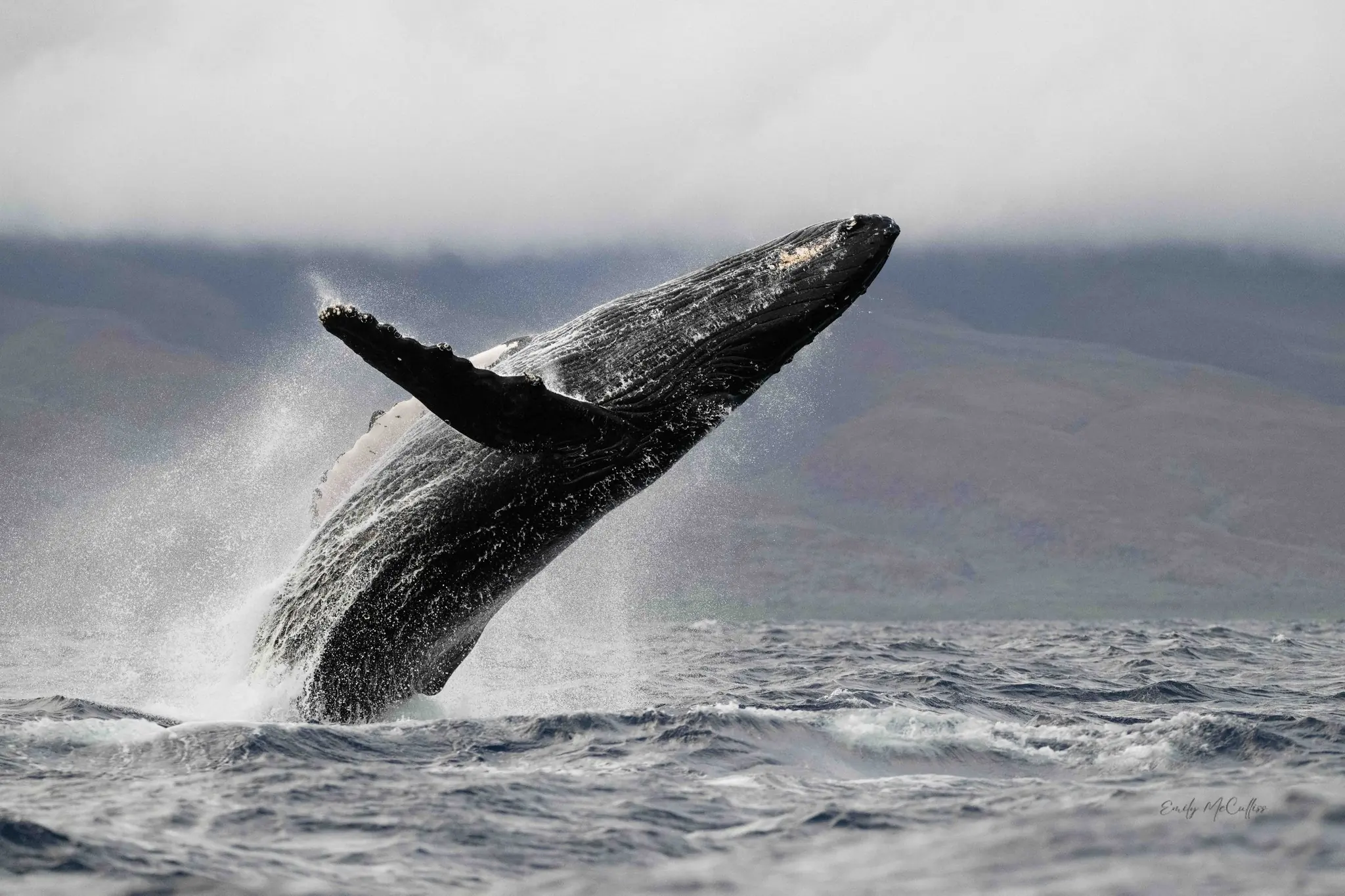 A humpback whale breaching in winter mist off Maui