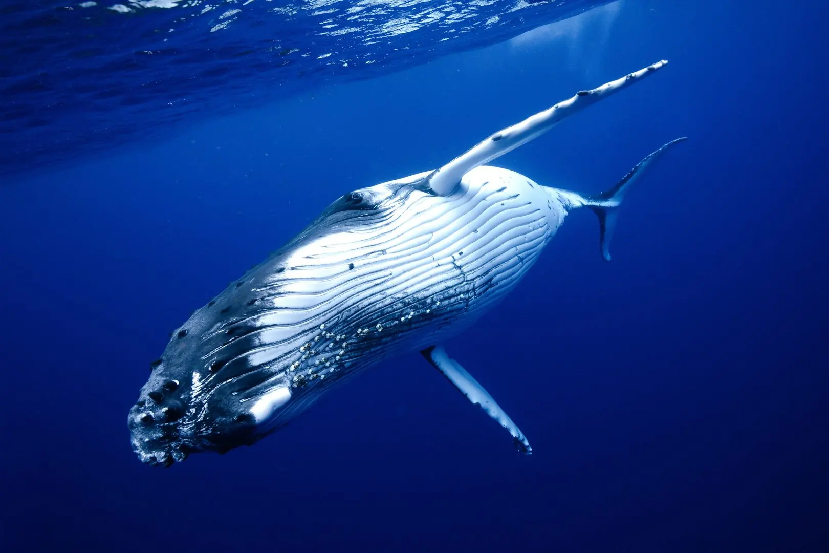 Underwater freediving — White pectoral fins · Below