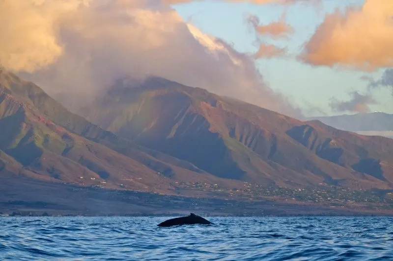 A humpback below the West Maui mountains