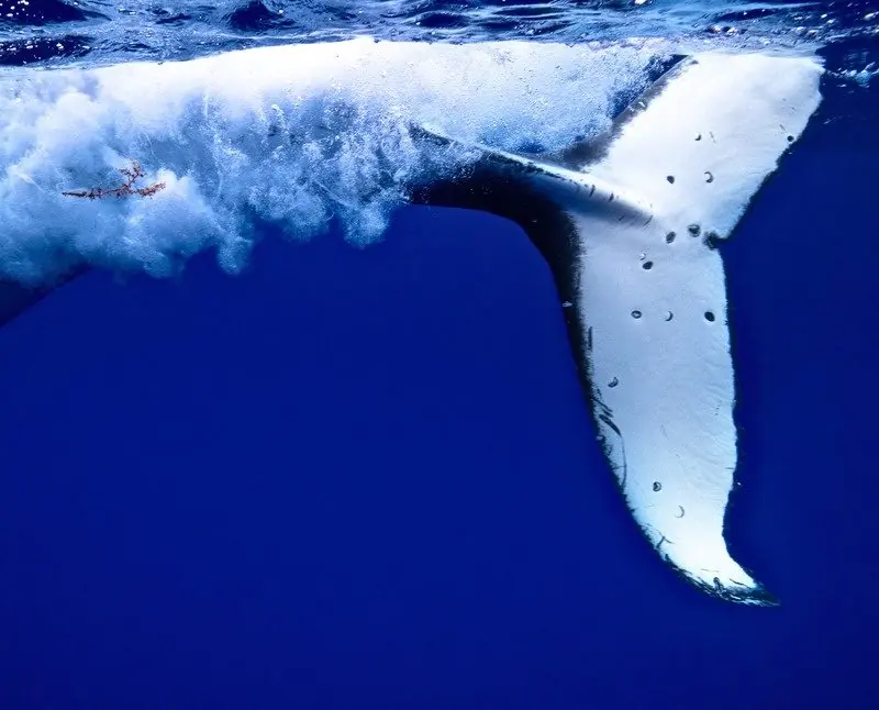 Pectoral fin · Below